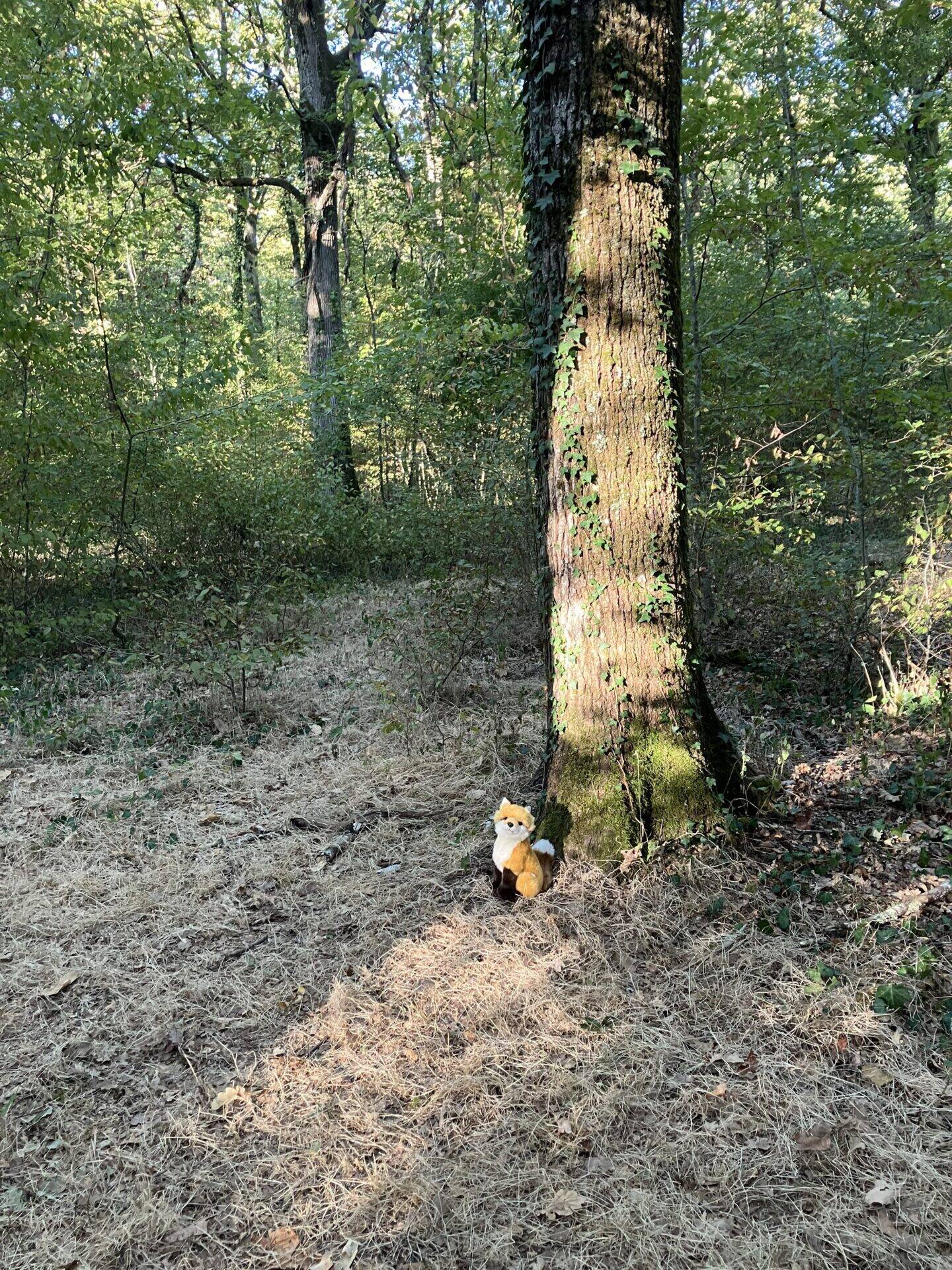 foret6700.jpg